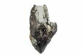 Unworn Triceratops Tooth with Partial Root - Wyoming #356958-1